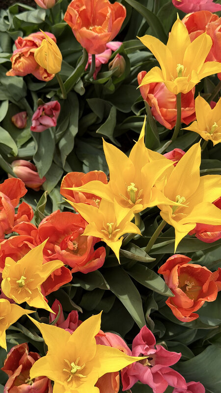 Close-up of orange, yellow, red and pink tulips in full bloom in an Amsterdam flower bed