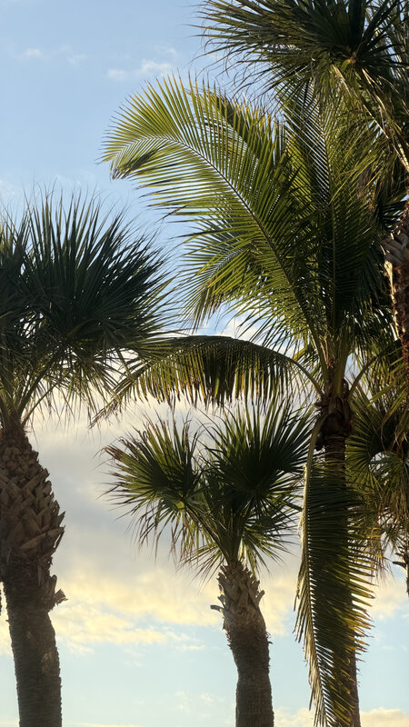 Palm trees backlit by the Miami sunrise — soft golden sky behind the fronds