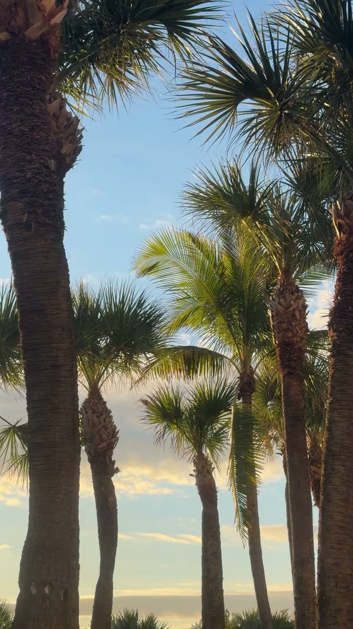 Pan up palm trees against a Miami sunrise sky — golden light filtering through fronds — video